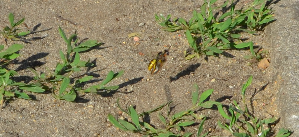 Bienenwölfin trägt gefangene Honigbiene