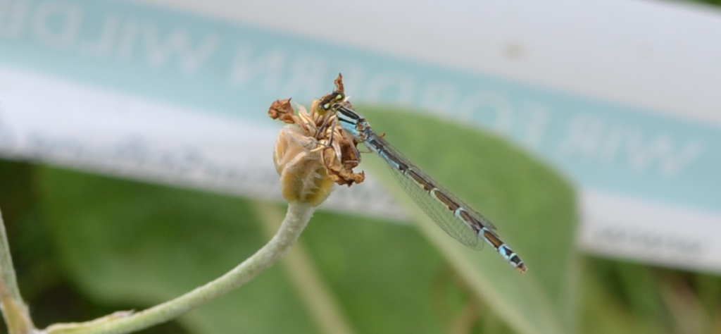 Blauschwarze kleine Libelle auf einer Pflanze