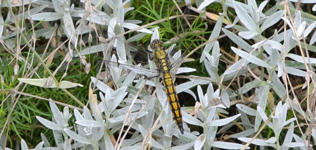 Gelbschwarze Libelle sitzt auf einer Pflanze